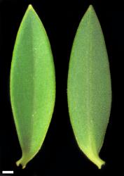 Veronica subfulvida. Leaf surfaces, adaxial (left) and abaxial (right). Scale = 1 mm.
 Image: W.M. Malcolm © Te Papa CC-BY-NC 3.0 NZ